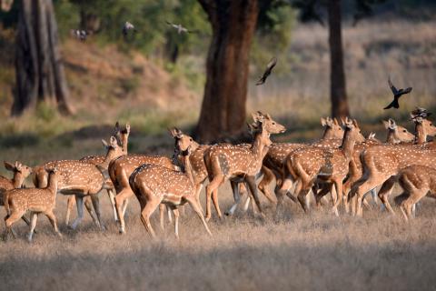 Wild animals of Jharkhand